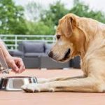 幼犬糧與幼貓罐頭：香港市民必讀的寵物飲食全攻略